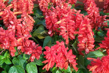 大串紅播種