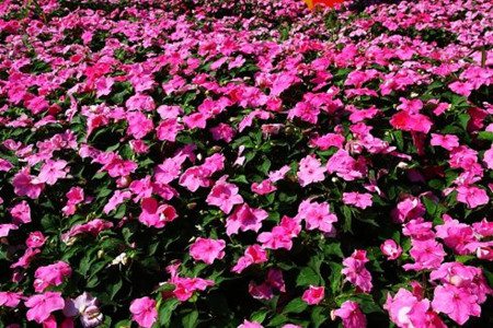 矮牽牛開花茂盛