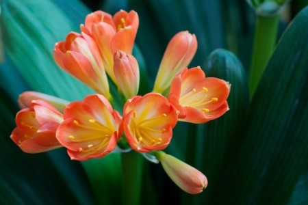 君子蘭開(kāi)花
