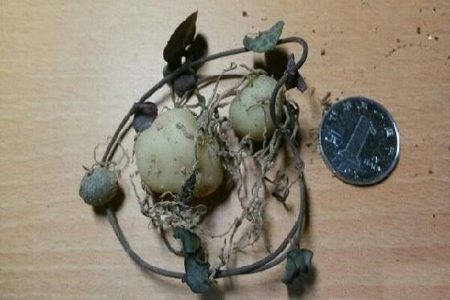 愛(ài)之蔓球根