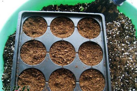 百萬(wàn)小鈴種植用土
