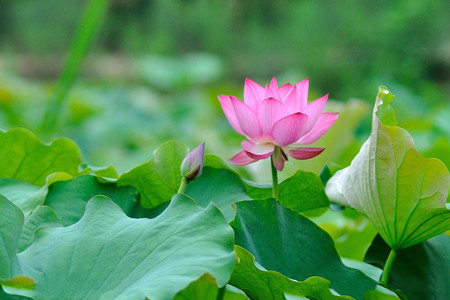 荷花開(kāi)花的圖片