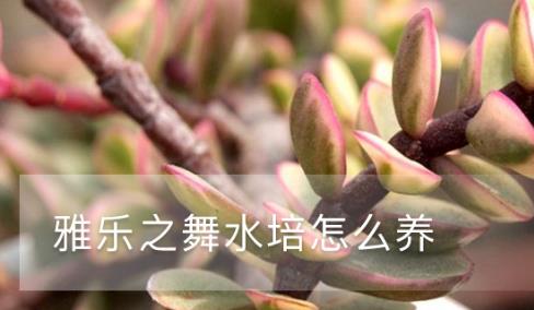 雅樂之舞水培怎么養(yǎng)，喜歡陽光嗎 多見陽光避免被暴曬