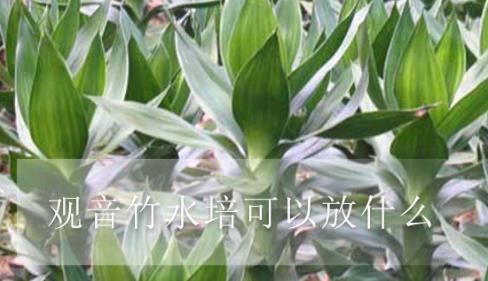 觀音竹水培可以放什么 在水里加一些柳樹(shù)枝的浸出液