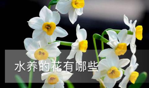 水養(yǎng)的花有哪些 可以用水來(lái)養(yǎng)殖的花推薦