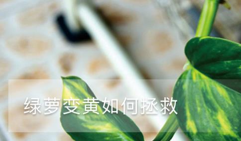 綠蘿變黃如何拯救，原因和處理方法大全