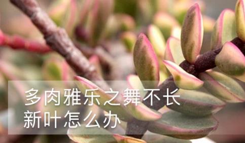 多肉雅樂之舞不長新葉，是因?yàn)槿绷恕八?></a><p class=