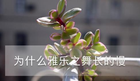 為什么雅樂(lè)之舞長(zhǎng)的慢，生長(zhǎng)季是什么