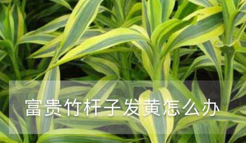 富貴竹桿子發(fā)黃怎么辦，如何急救