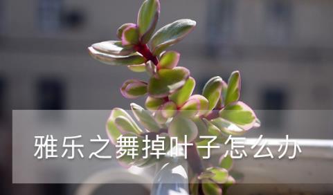 雅樂之舞掉葉子怎么辦，葉子有點(diǎn)蔫怎么處理