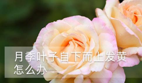 月季葉子自下而上發(fā)黃怎么辦