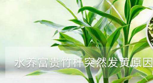 水養(yǎng)富貴竹桿突然發(fā)黃，不要慌，1招就變綠