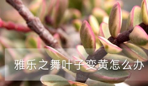 雅樂(lè)之舞葉子變黃，這樣做輕松救活