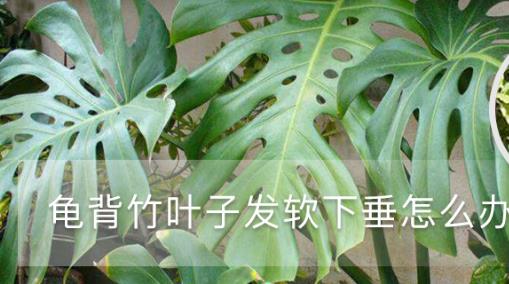 龜背竹葉子發(fā)軟下垂，教你一招就解決