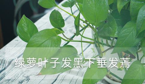 綠蘿葉子發(fā)黑下垂發(fā)蔫，怎么補(bǔ)救