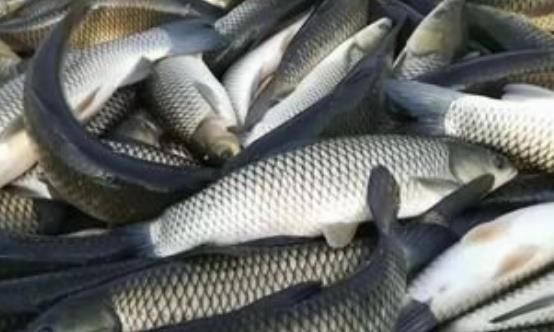 食用草魚對(duì)腫瘤有防治作用 推薦草魚的烹飪方法