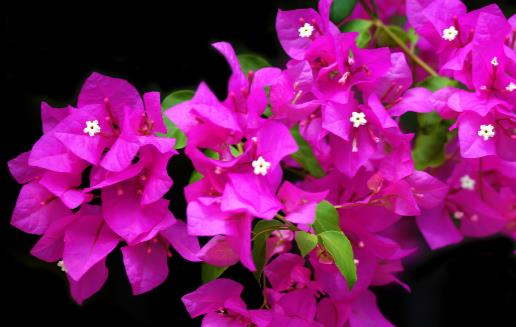 花卉的養(yǎng)殖注意事項 根據(jù)家居風(fēng)水不同養(yǎng)殖不同的花卉