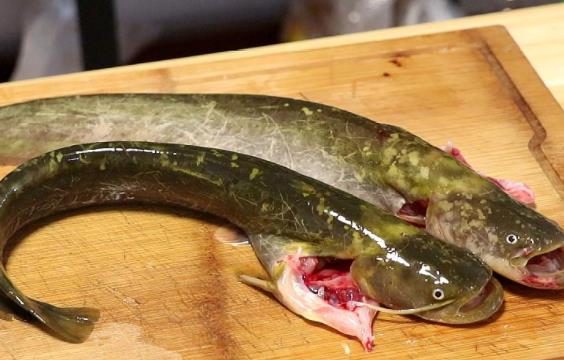 吃鯰魚對身體有哪些好處？怎么挑選鯰魚