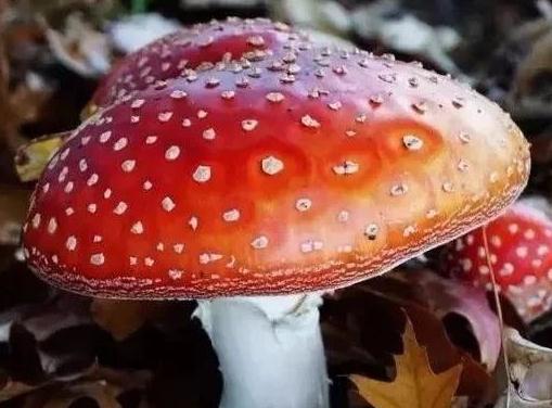 怎樣判斷蘑菇有毒還是沒(méi)毒？吃蘑菇中毒多久有反應(yīng)