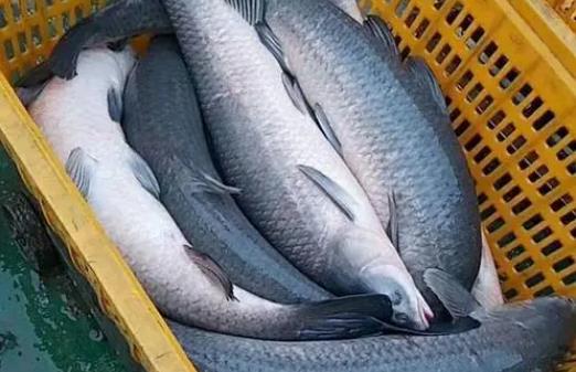 吃青魚有哪些好處？吃青魚需要注意什么
