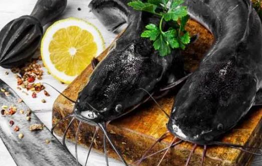 吃鯰魚(yú)對(duì)身體有哪些好處？鯰魚(yú)有哪些功效和作用？