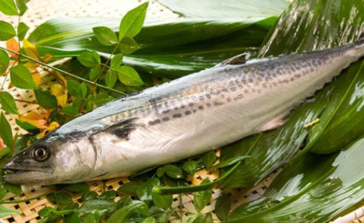 馬鮫魚(yú)有哪些營(yíng)養(yǎng)價(jià)值？馬鮫魚(yú)有哪些功效和作用 ？