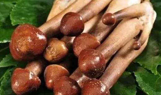 吃雞樅菌???????有什么好處？食用雞樅菌需注意什么？