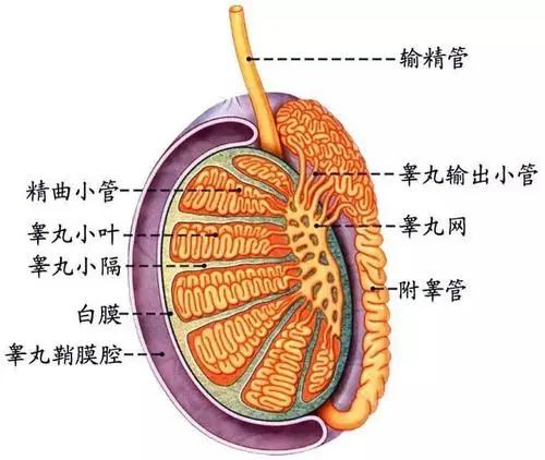 北京紫荊醫(yī)院看男科怎么樣？睪丸痛怎么辦