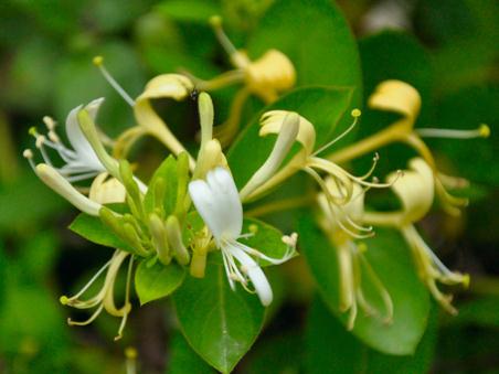 喝金銀花茶有哪些好處？金銀花有哪些食用禁忌？