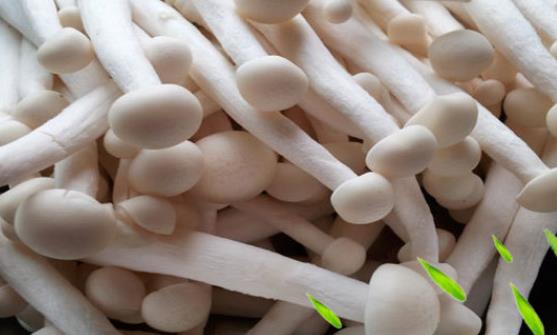 海鮮菇有哪些功效？海鮮菇隔夜還可以吃嗎？