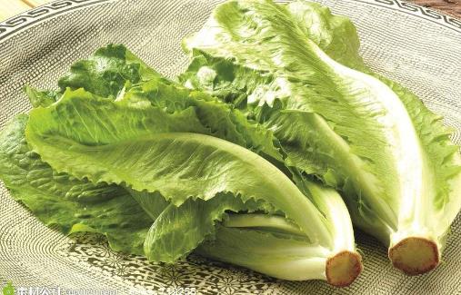 生菜吃了有什么作用？食用生菜要注意什么？