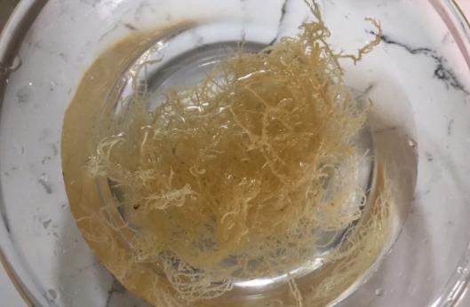 海石花是什么？孕婦可以吃海石花嗎