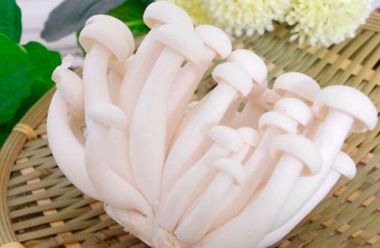 哪些人不宜吃白玉菇？怎么保存白玉菇