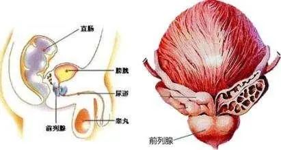 北京紫荊醫(yī)院是私立的嗎？貪吃腹痛竟然“惹來(lái)”前列腺炎