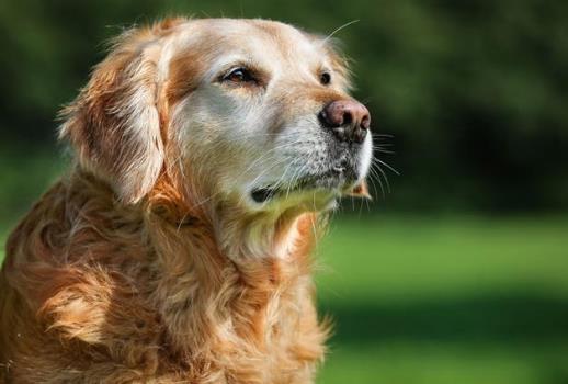 狂犬病人會傳染給人嗎？狂犬病潛伏期是多長時間？