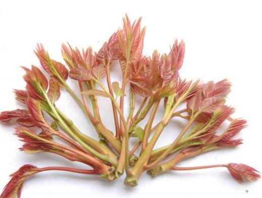 吃香椿的的好處？吃香椿的正確方法