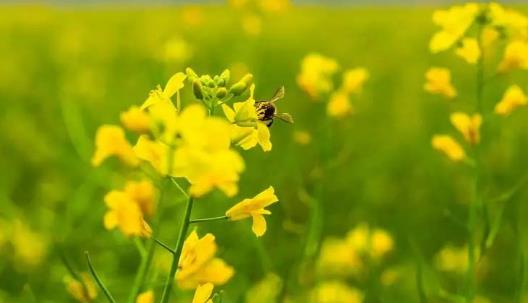 吃油菜花有哪些好處？油菜花和油菜有哪些區(qū)別