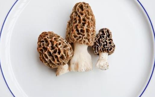 羊肚菌怎么泡發(fā)？羊肚菌冷凍可以放多久