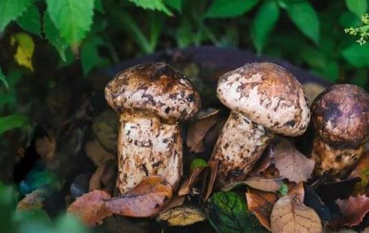 吃松茸有哪些好處？痛風(fēng)患者可以吃松茸嗎