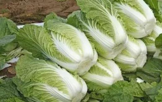 吃白菜有哪些好處？白菜有哪些營養(yǎng)價值