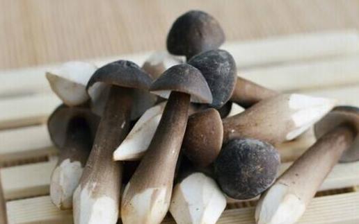 吃雞樅菌有哪些好處？怎么挑選雞樅菌