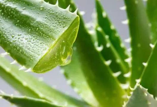 哪種蘆薈是可以吃的？新鮮蘆薈榨汁能直接喝嗎