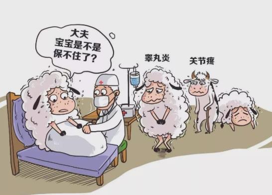 得了布病不能吃哪些食物？布病要怎么檢查出來？