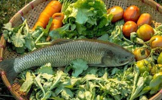 孕婦可以吃草魚嗎？怎么挑選草魚