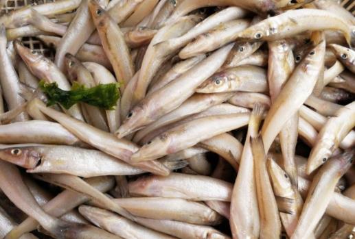 怎么看沙丁魚好不好？沙丁魚不適合和什么一起吃