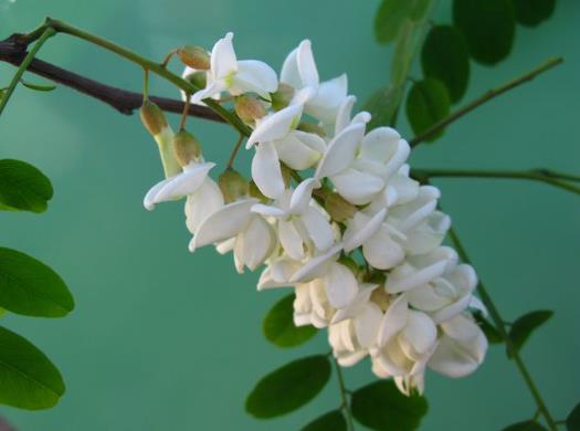 粉色洋槐花能不能吃？槐花有什么吃法
