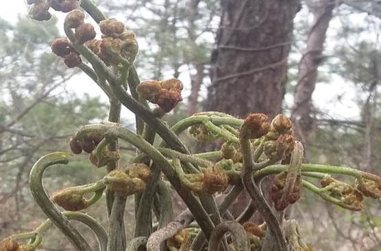 蕨菜的做法有哪些？蕨菜的食用禁忌