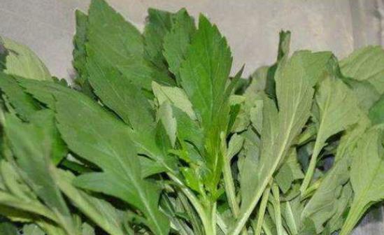 孕婦能吃苦菜嗎？苦菜有什么功效