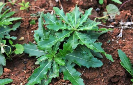 野生苦菜可以曬干吃嗎？苦菜怎么曬干