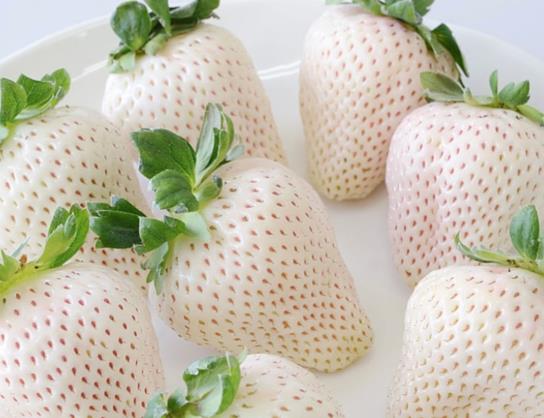 白色草莓是什么品種？白色草莓多少錢一斤